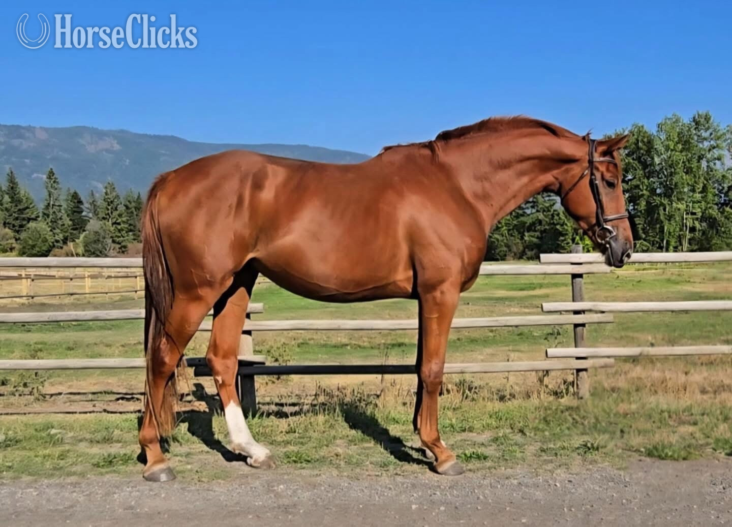 British Columbia "Wilhelmina WM {Bunny}" Chestnut Mare Warmblood