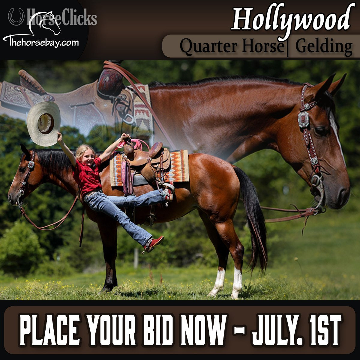 "Hollywood" Bay Mare Quarter Horse in Kentucky