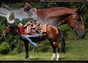 "Hollywood" Bay Mare Quarter Horse