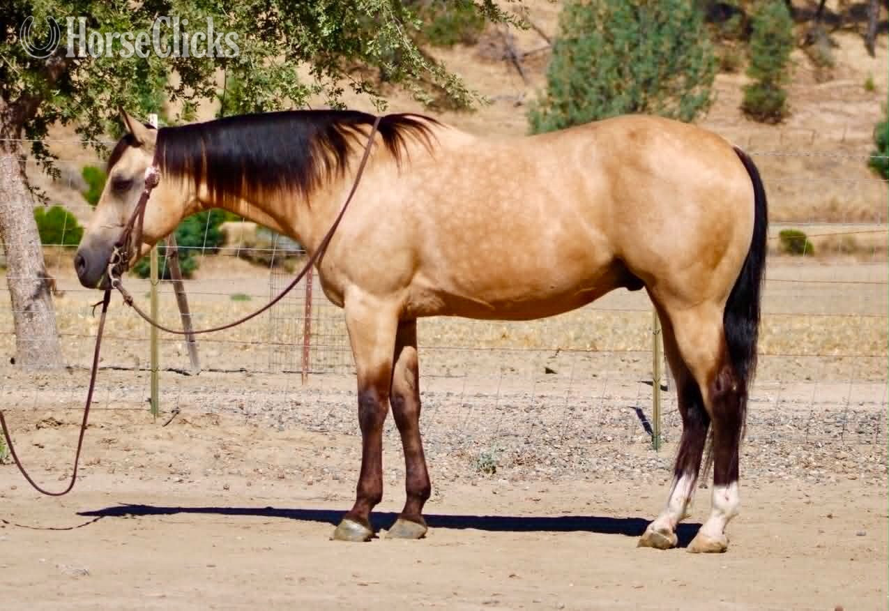 "ALFIE" Buckskin Gelding Quarter Horse