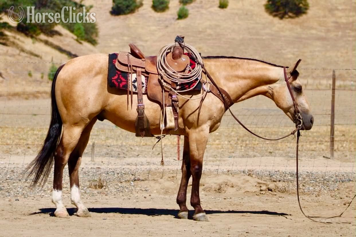 California "ALFIE" Buckskin Gelding Quarter Horse