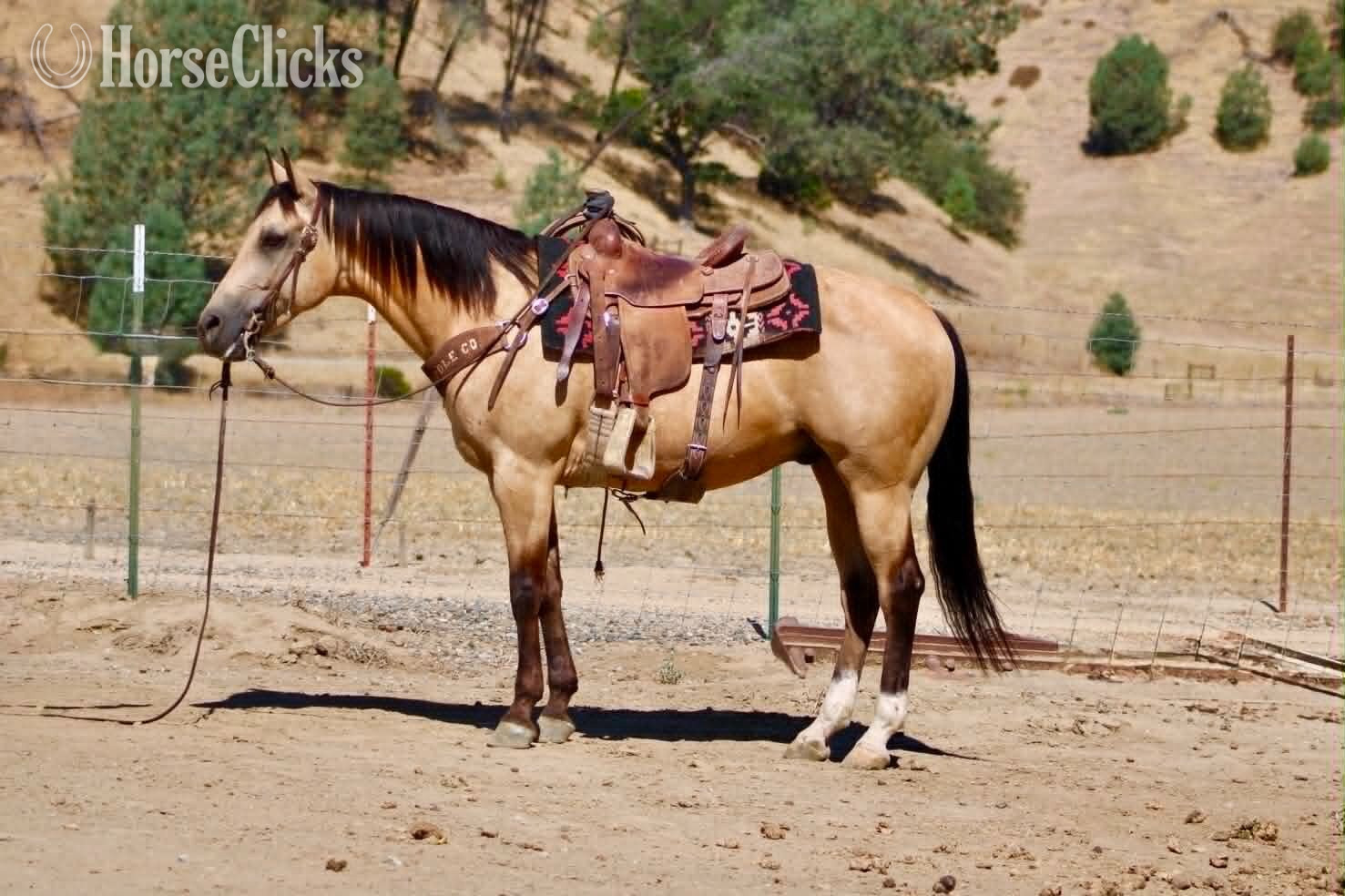 "ALFIE" Buckskin Gelding Quarter Horse - Quarter Horse in California