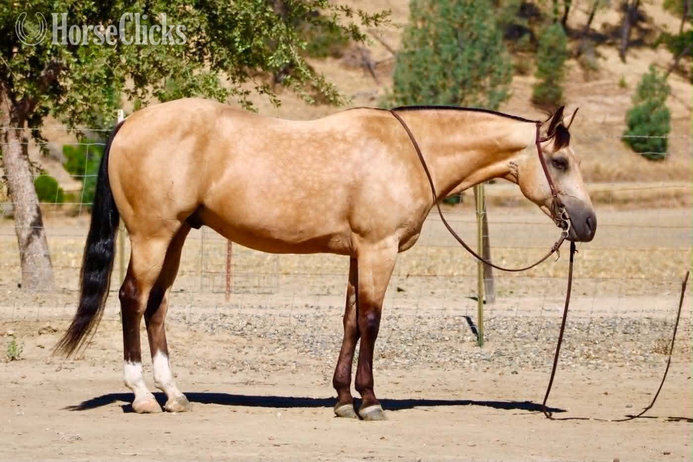 "ALFIE" Buckskin Gelding Quarter Horse - Quarter Horse