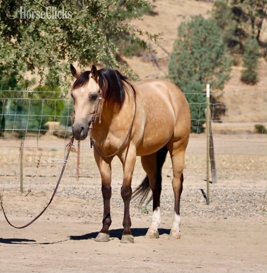 "ALFIE" Buckskin Gelding Quarter Horse California