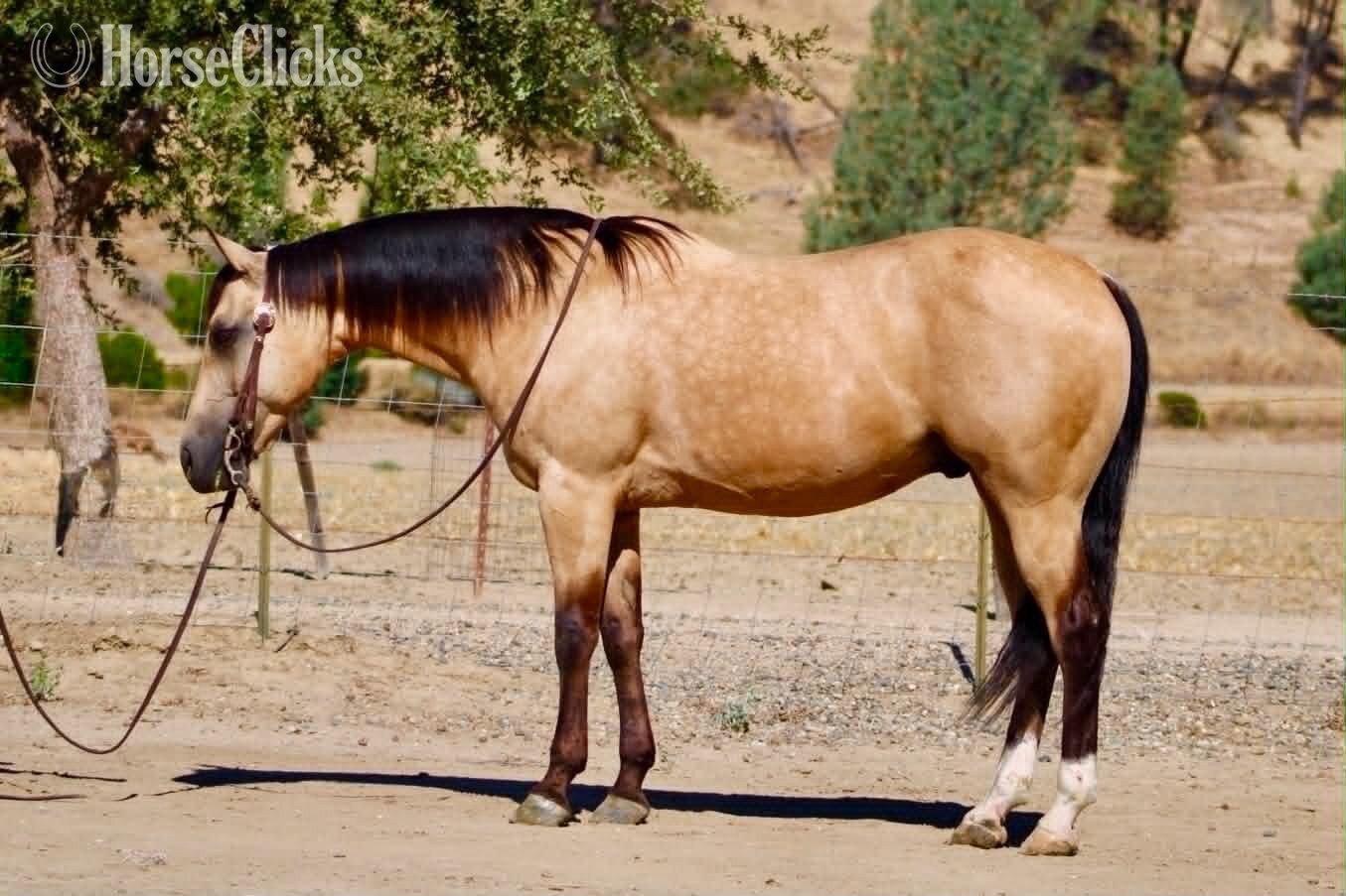 Quarter Horse - "ALFIE" Buckskin Gelding Quarter Horse in California