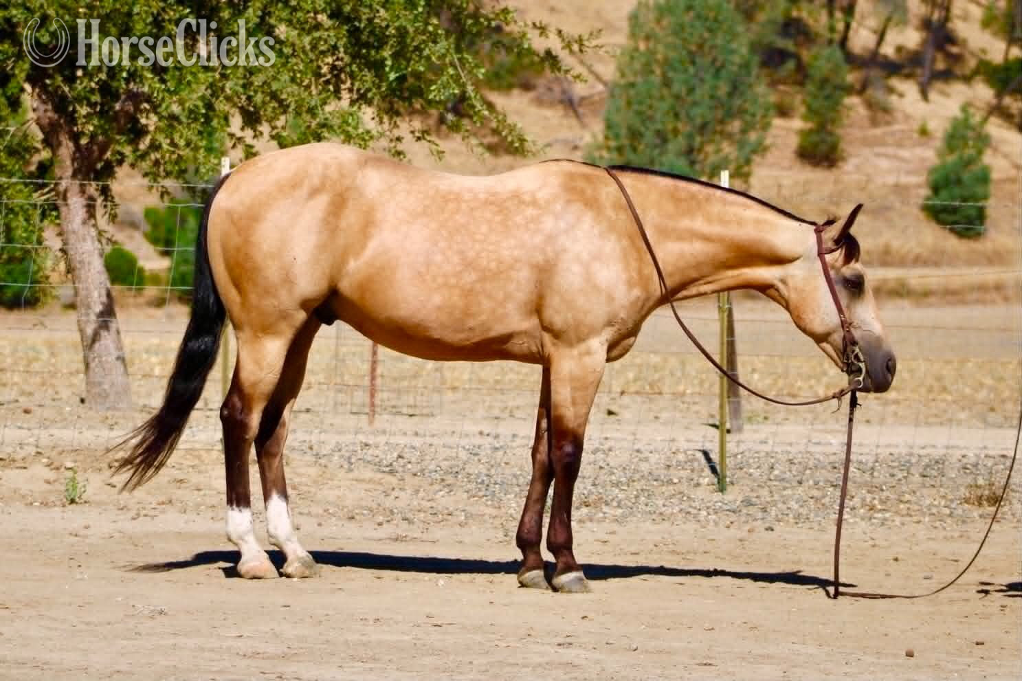 Quarter Horse - "ALFIE" Buckskin Gelding Quarter Horse