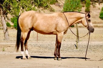 "ALFIE" Buckskin Gelding Quarter Horse