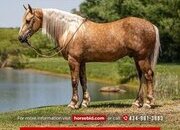 "Legend " Palomino Gelding Friesian