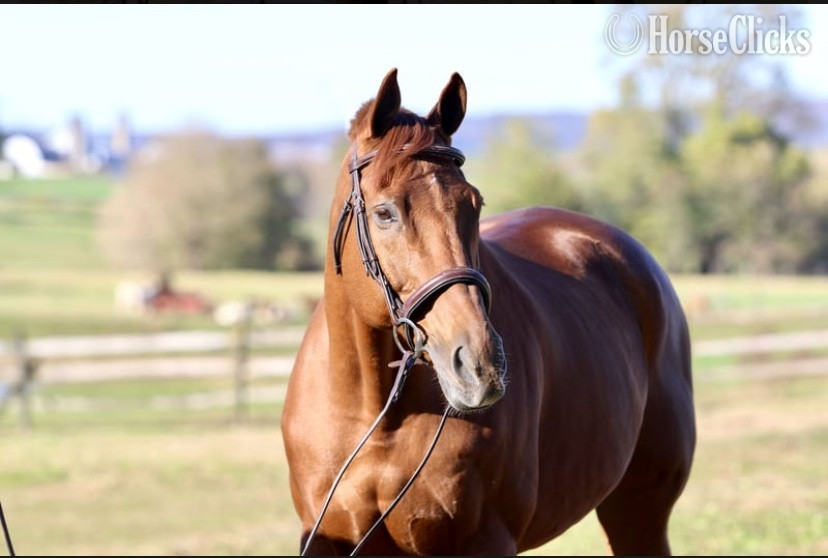"Dougie" Brown Gelding Mustang in New Mexico