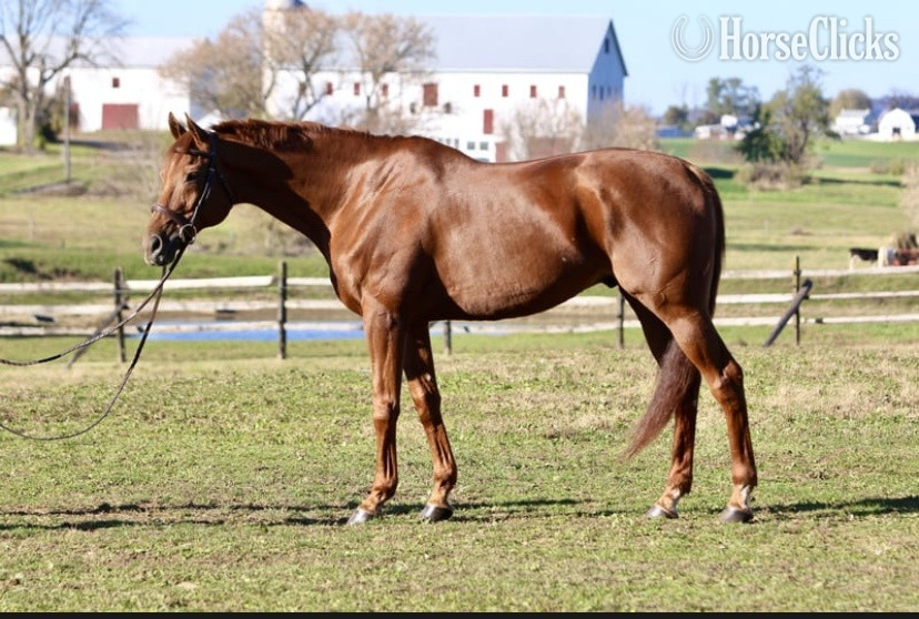 "Dougie" Brown Gelding Mustang