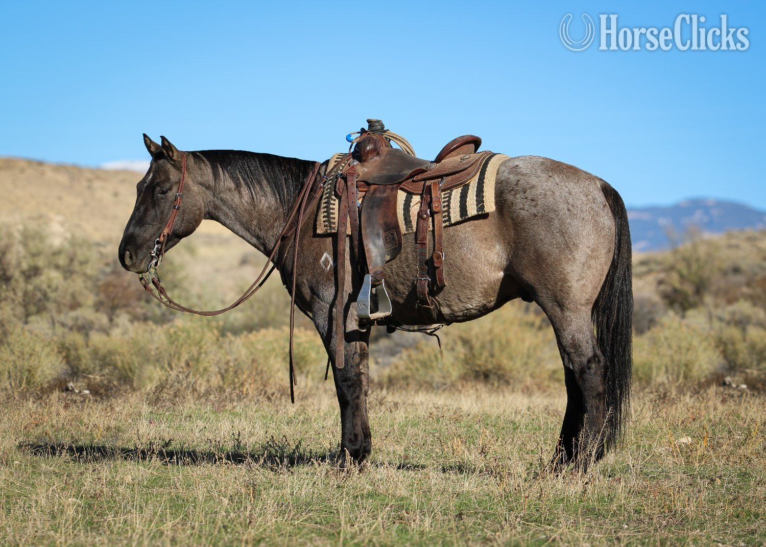 "Tigger" Grullo Gelding Quarter Horse