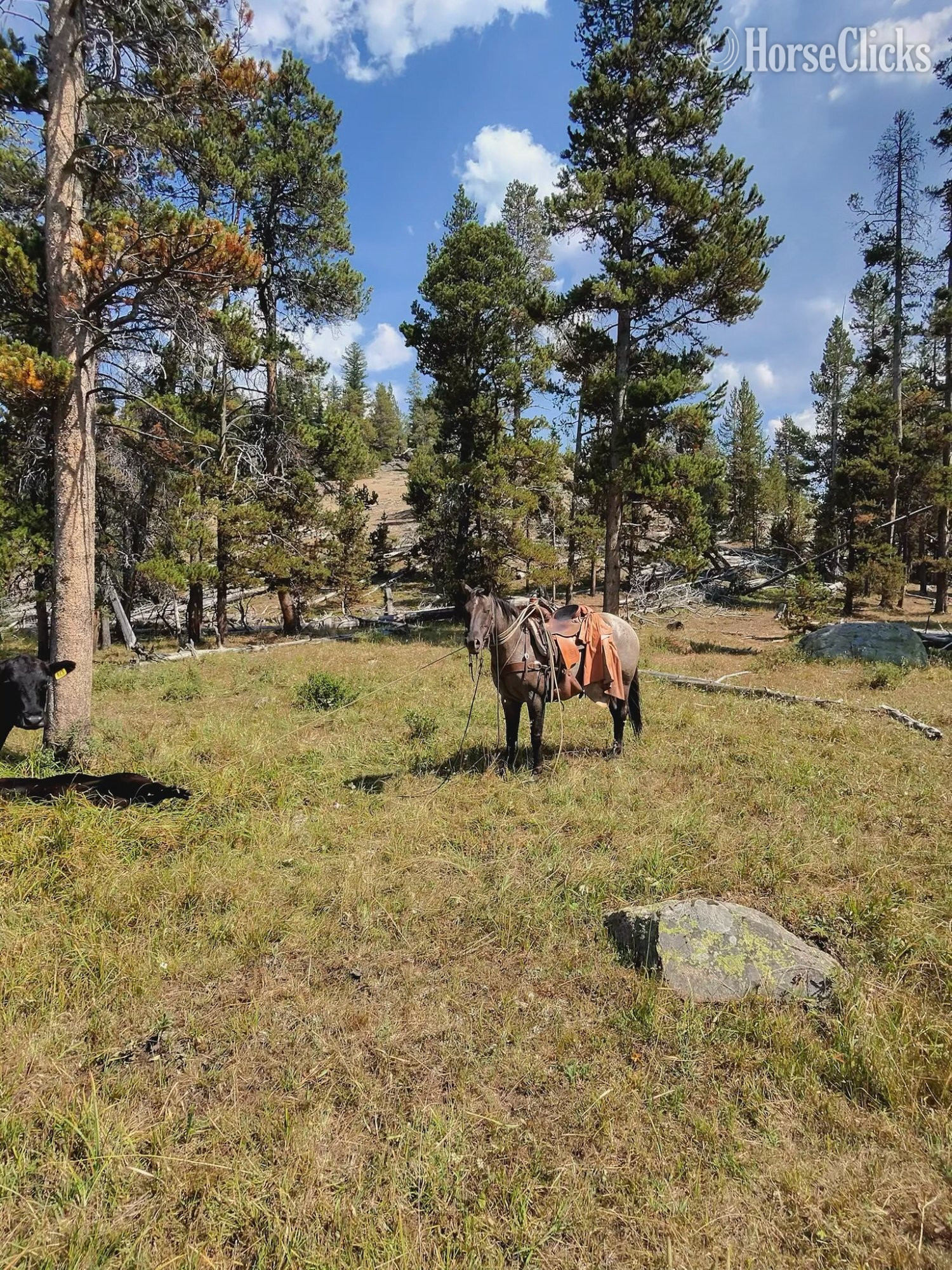 Wyoming "Tigger" Grullo Gelding Quarter Horse