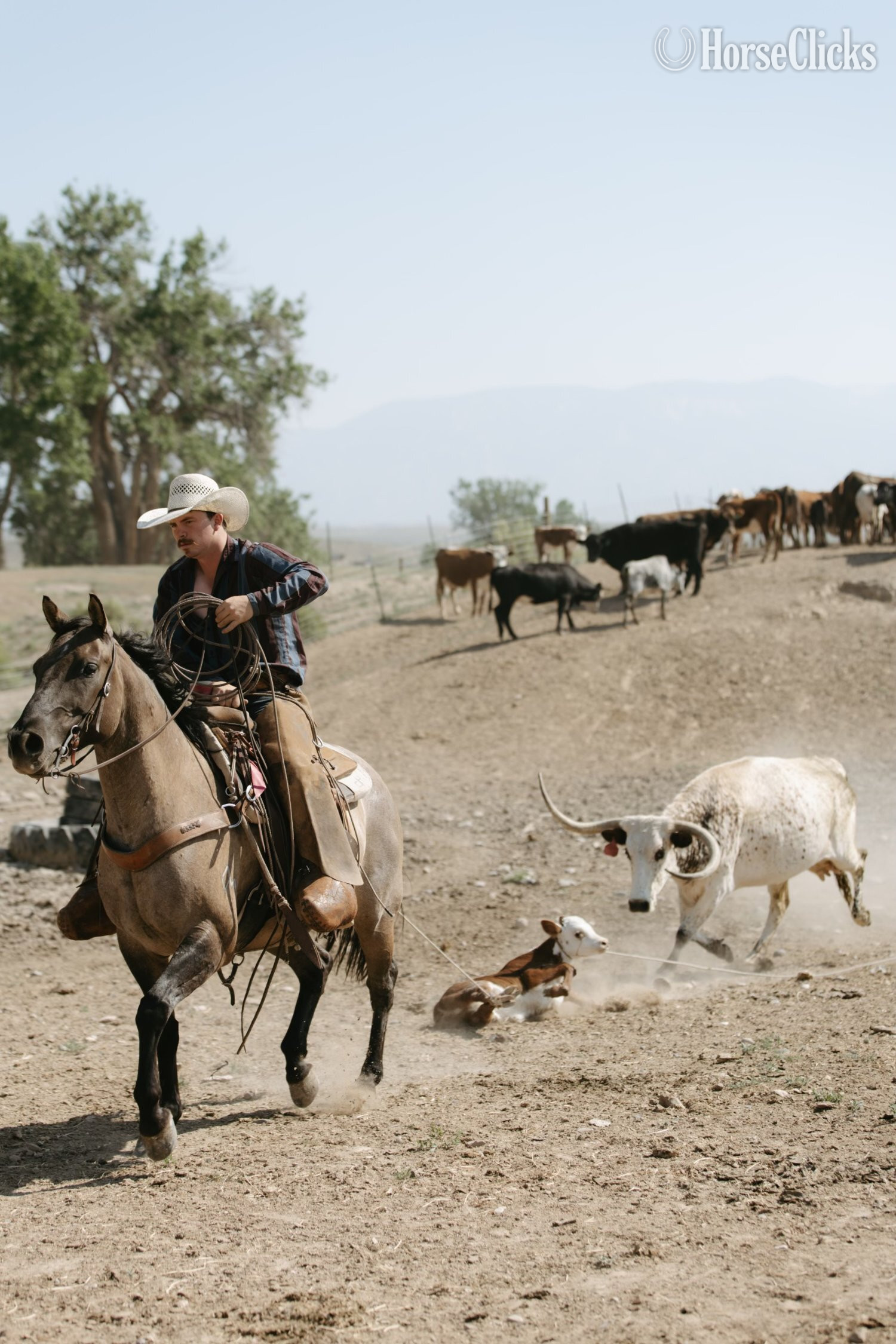 "Tigger" Grullo Gelding Quarter Horse - Quarter Horse in Wyoming