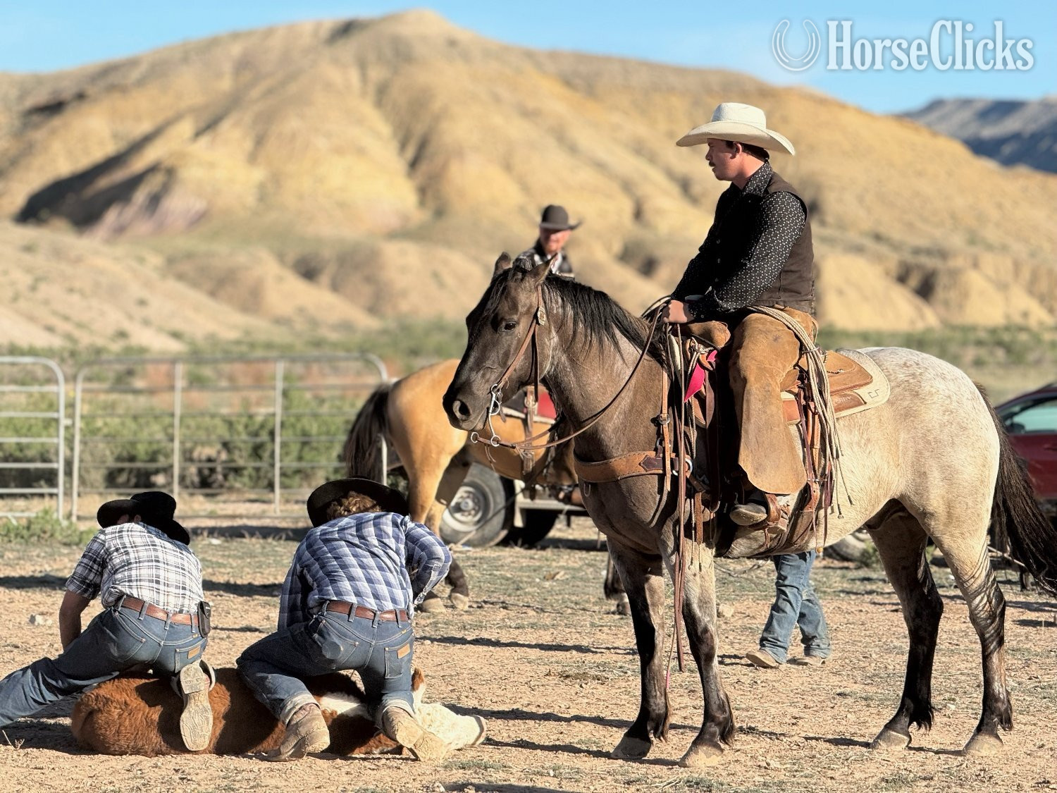 "Tigger" Grullo Gelding Quarter Horse - Quarter Horse
