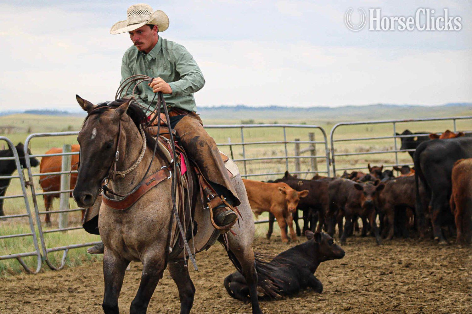 "Tigger" Grullo Gelding Quarter Horse Wyoming