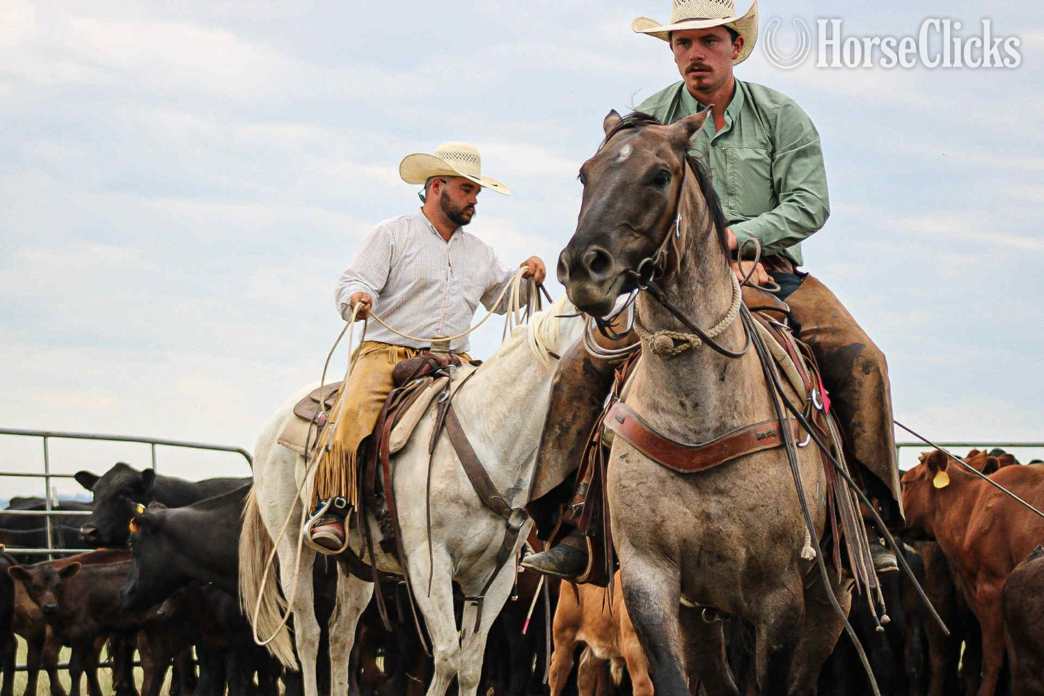 Quarter Horse - "Tigger" Grullo Gelding Quarter Horse in Wyoming