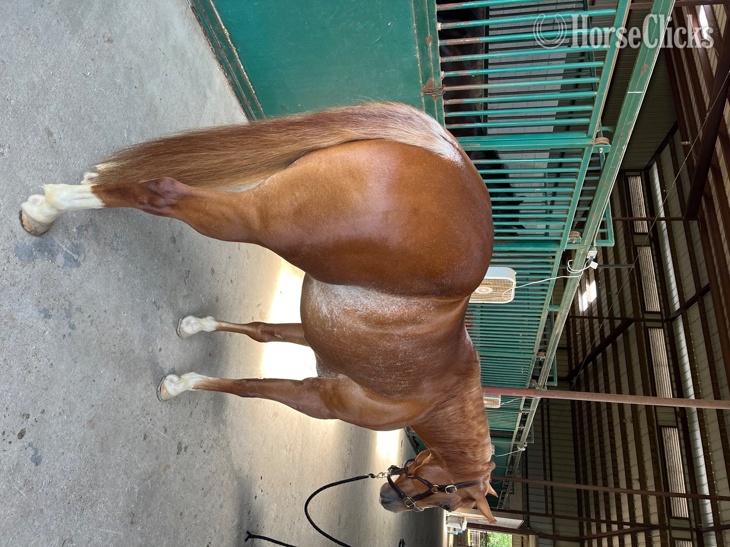 "Merada Cats Gan" Sorrel Mare Quarter Horse in Texas