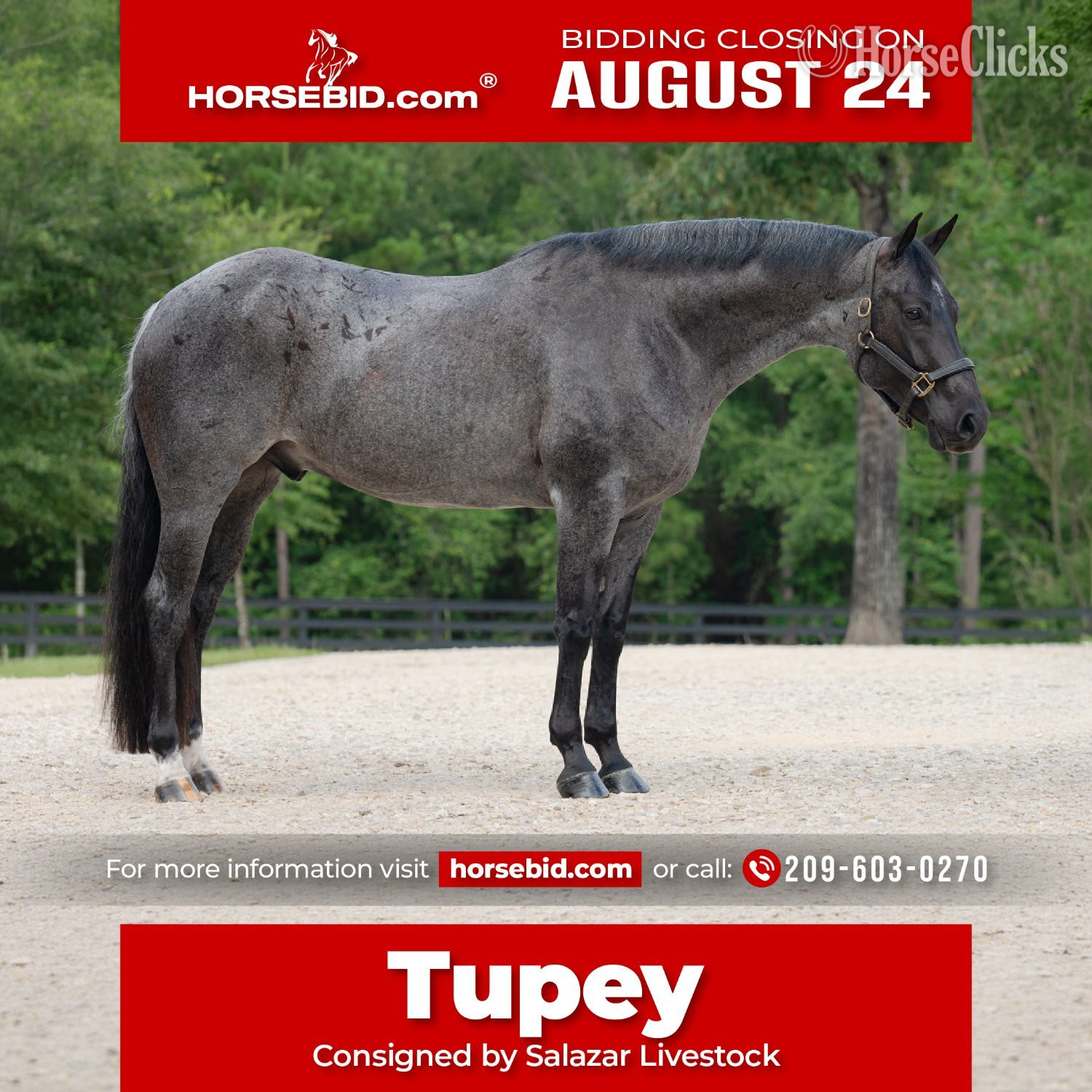 "Tupey" Blue Roan Gelding Quarter Horse in Texas