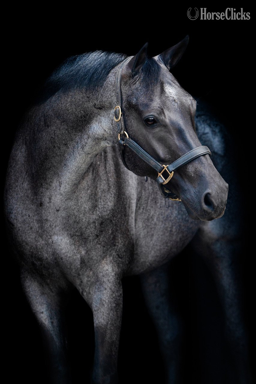 "Tupey" Blue Roan Gelding Quarter Horse
