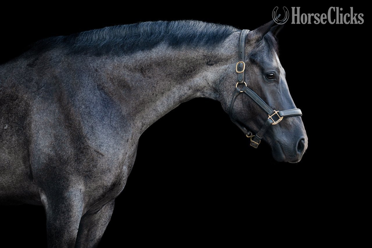 Texas "Tupey" Blue Roan Gelding Quarter Horse
