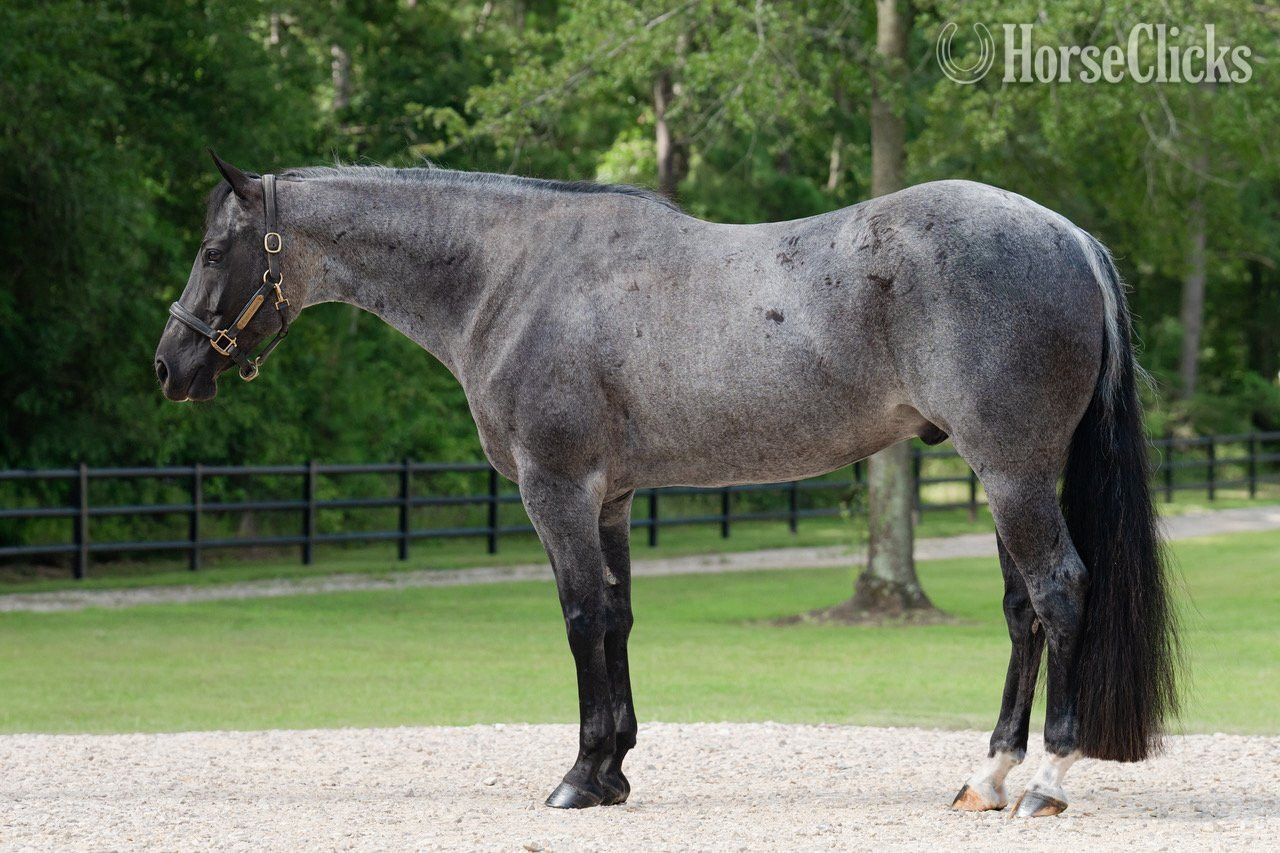 "Tupey" Blue Roan Gelding Quarter Horse - Quarter Horse in Texas