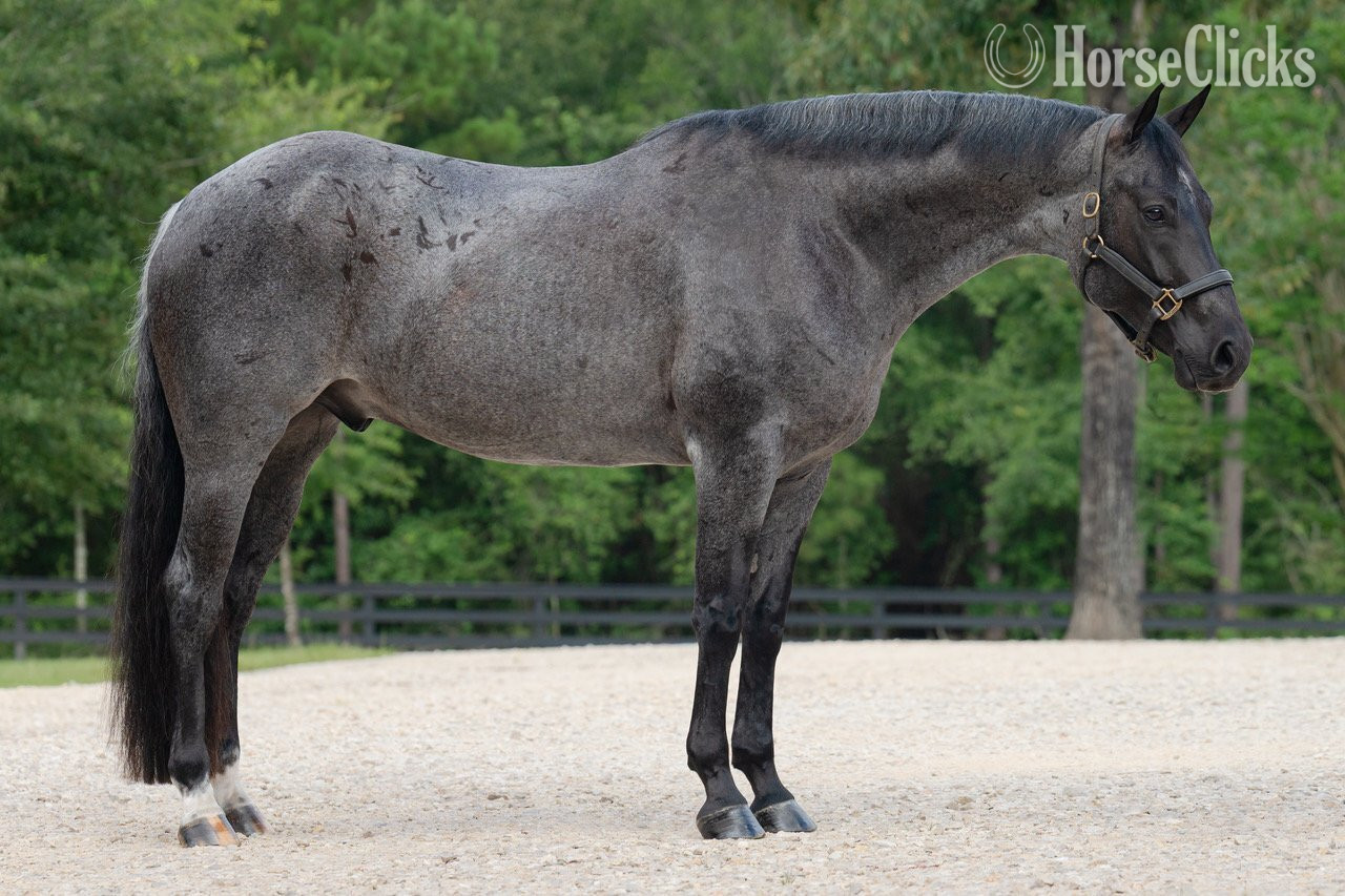 "Tupey" Blue Roan Gelding Quarter Horse - Quarter Horse