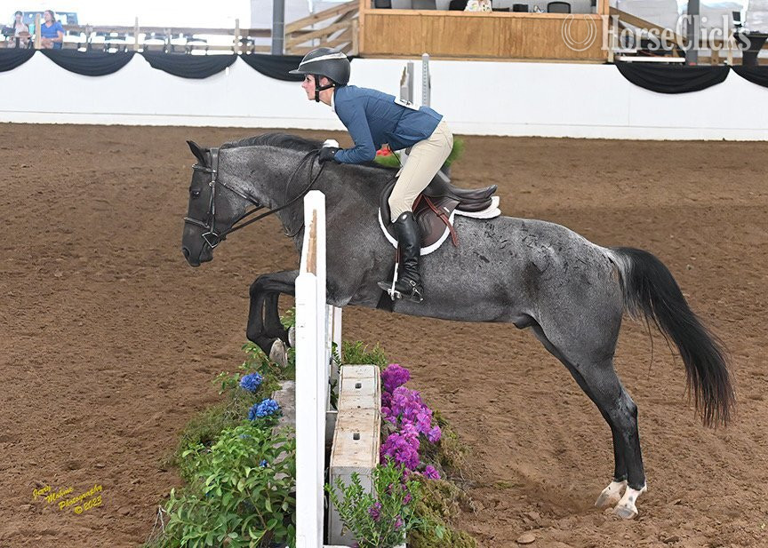 "Tupey" Blue Roan Gelding Quarter Horse Texas