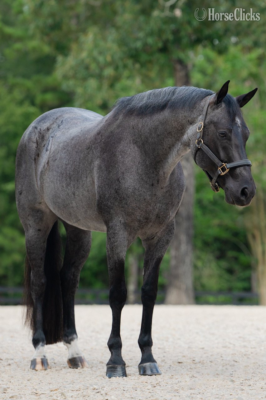 Quarter Horse - "Tupey" Blue Roan Gelding Quarter Horse in Texas