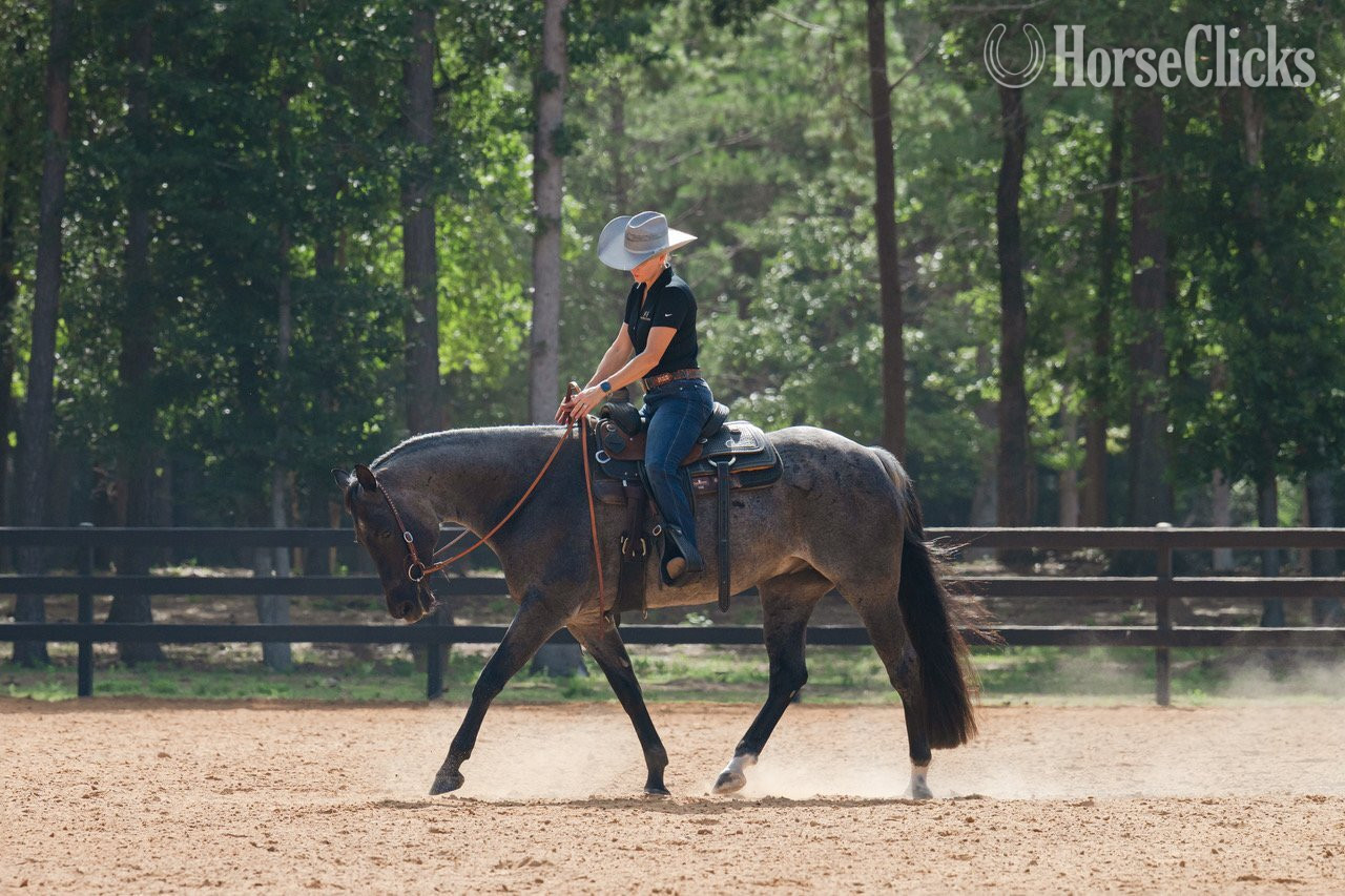 Quarter Horse - "Tupey" Blue Roan Gelding Quarter Horse