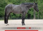 "Tupey" Blue Roan Gelding Quarter Horse