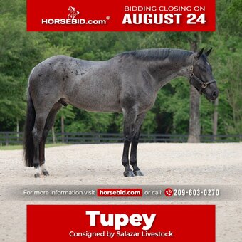 "Tupey" Blue Roan Gelding Quarter Horse