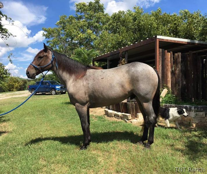 "Snuff" Blue Roan Gelding Quarter Horse in Texas