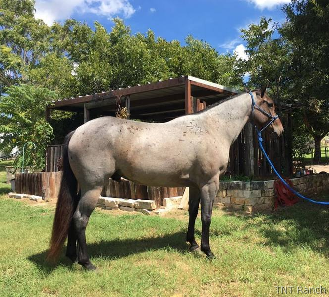 "Snuff" Blue Roan Gelding Quarter Horse