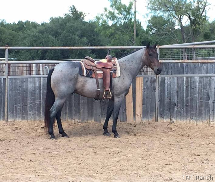 Texas "Snuff" Blue Roan Gelding Quarter Horse