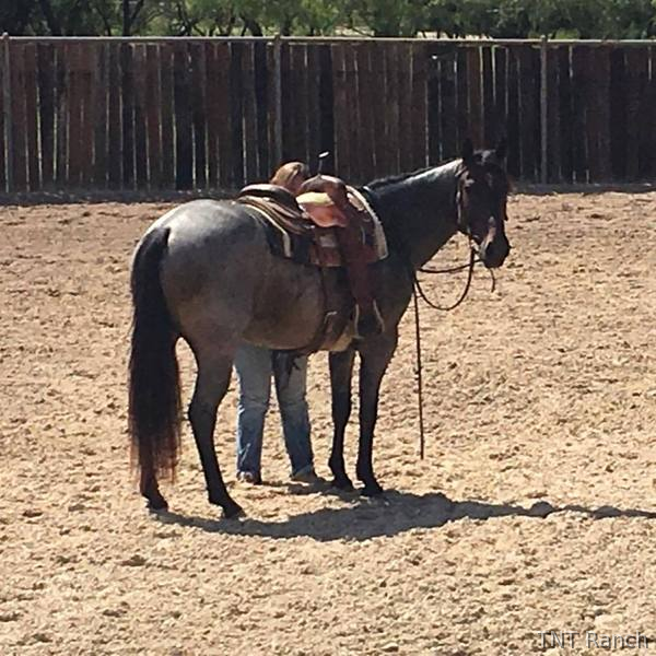 "Snuff" Blue Roan Gelding Quarter Horse - Quarter Horse in Texas
