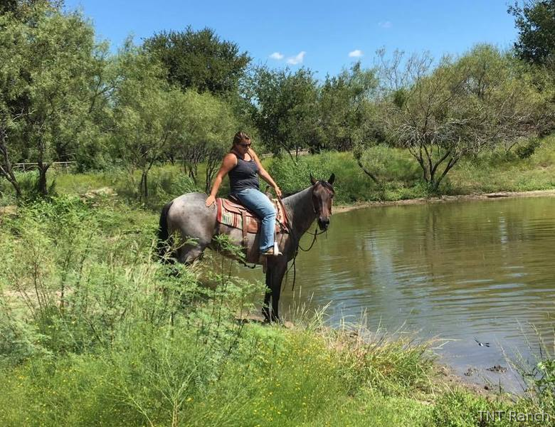"Snuff" Blue Roan Gelding Quarter Horse - Quarter Horse