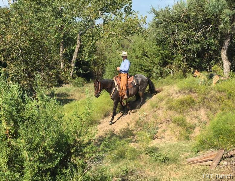"Snuff" Blue Roan Gelding Quarter Horse Texas
