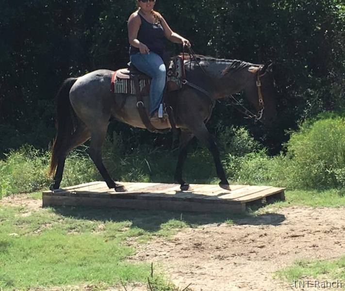 Quarter Horse - "Snuff" Blue Roan Gelding Quarter Horse in Texas