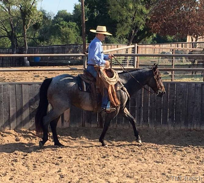 Quarter Horse - "Snuff" Blue Roan Gelding Quarter Horse