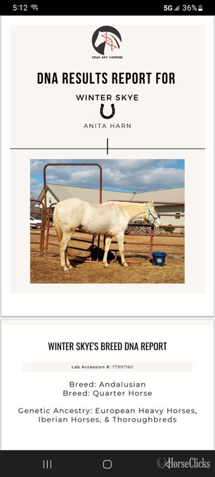 "Winter Skye" Cremello Mare Azteca