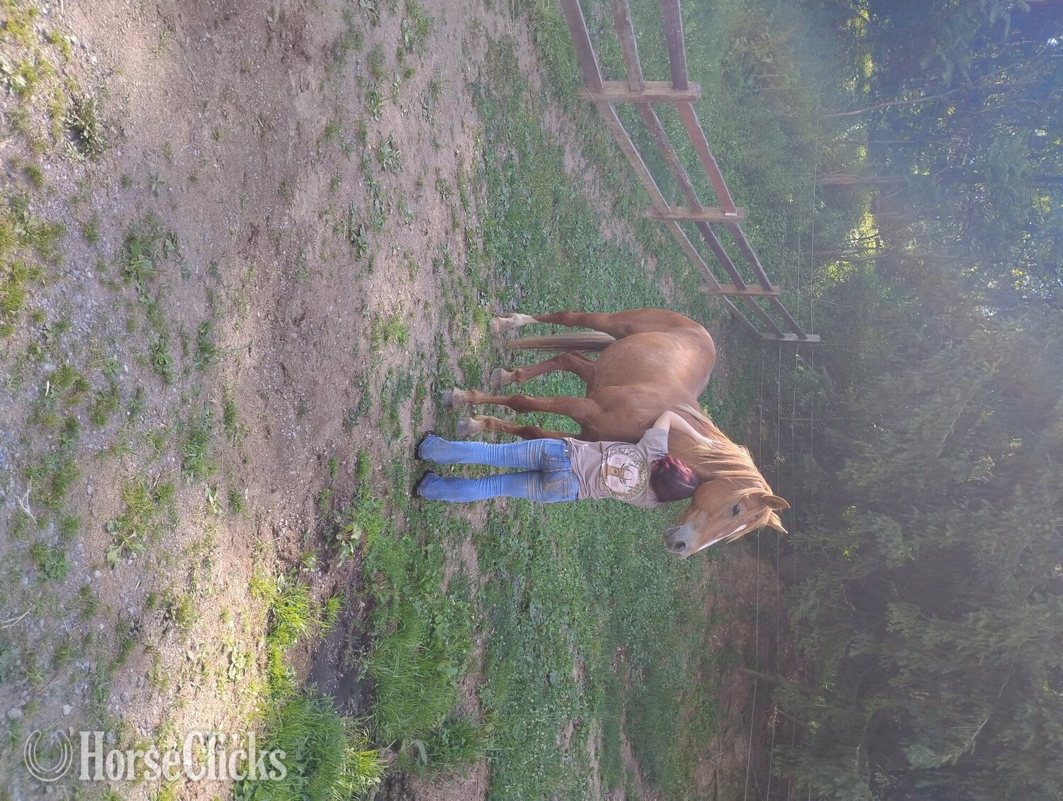 "Dakoda " Chestnut Mare Draft