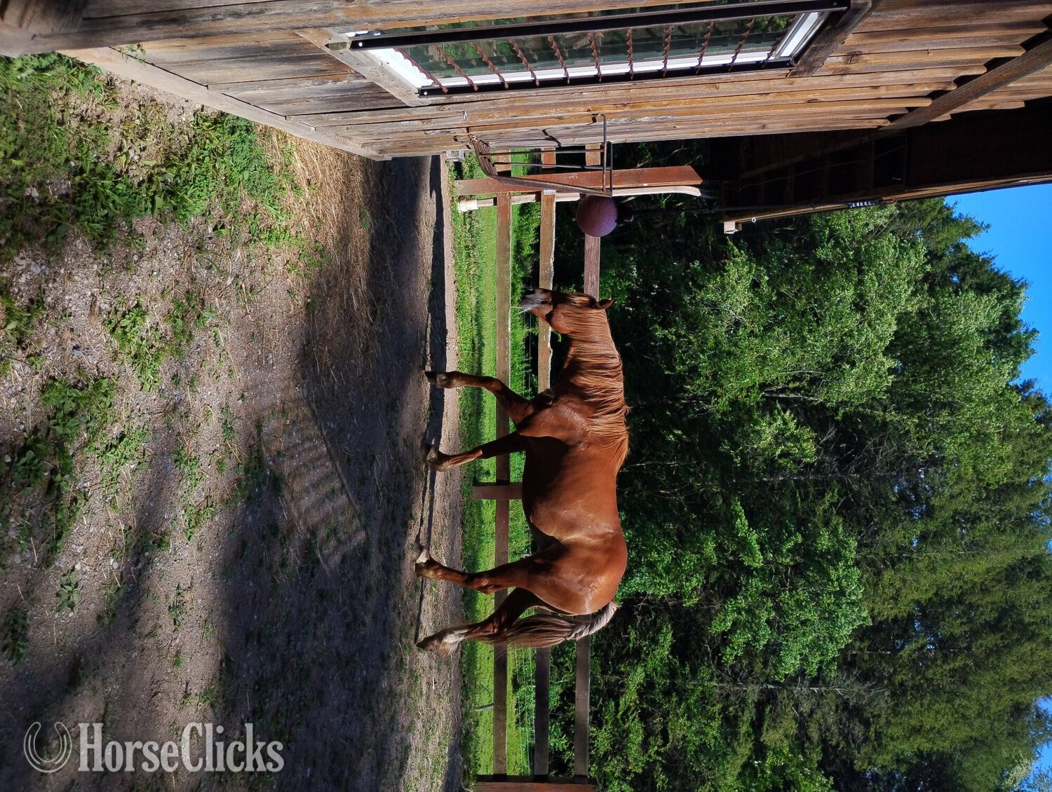 Pennsylvania "Dakoda " Chestnut Mare Draft