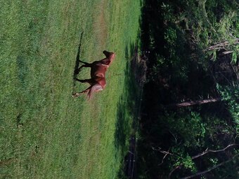"Dakoda " Chestnut Mare Draft