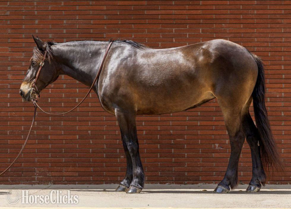 "JELLY BEANS" Bay Mare Draft