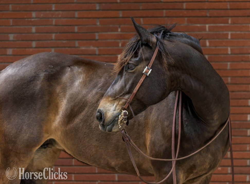 "JELLY BEANS" Bay Mare Draft - Draft in California