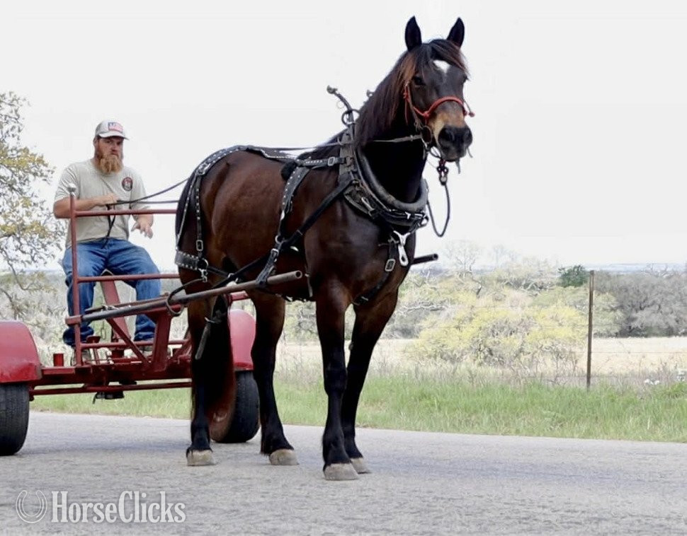 "JELLY BEANS" Bay Mare Draft - Draft