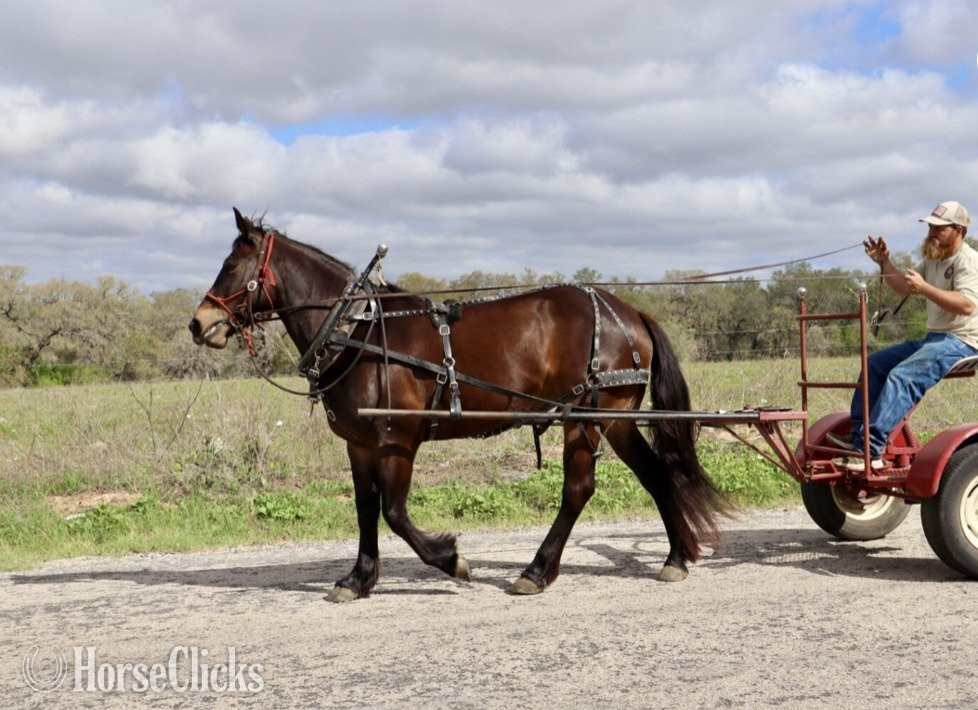 Draft - "JELLY BEANS" Bay Mare Draft in California