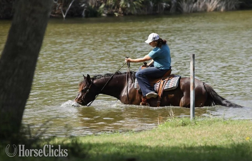 Draft - "JELLY BEANS" Bay Mare Draft