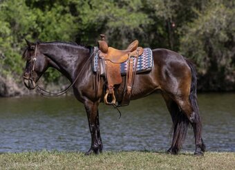 "JELLY BEANS" Bay Mare Draft