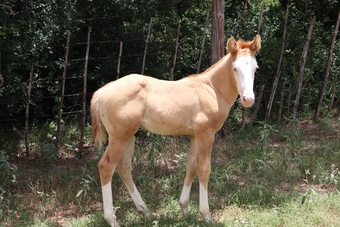 "Toast Em Strudel" Red Dun Colt Quarter Horse